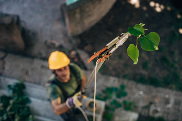 How Our Tree Care Process Works  in Glen Gardner, NJ